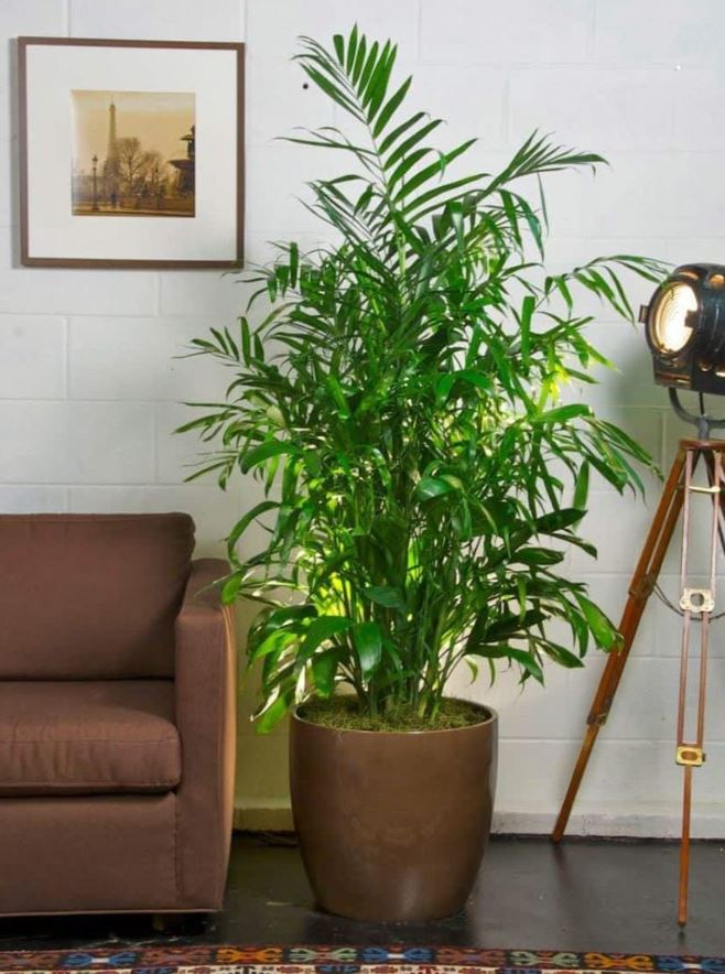 cách chăm sóc cây Trúc Mật